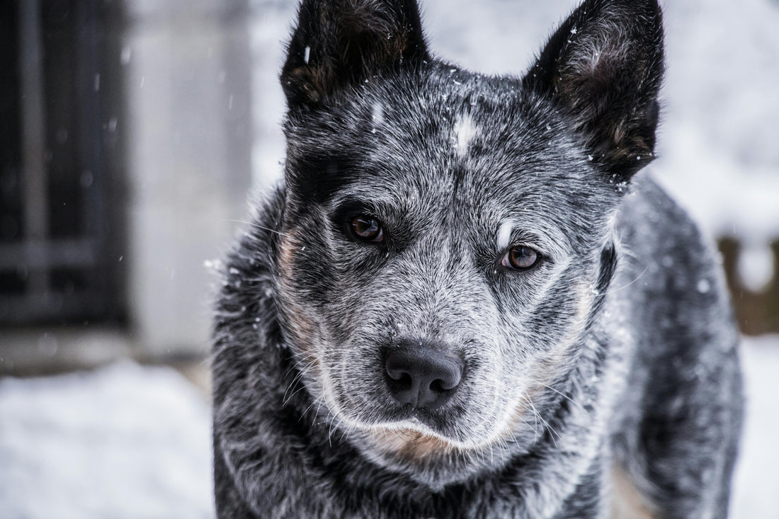 How to Help Your Dog With Arthritis During Cold Weather