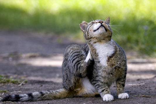 Flea Treatment for Dogs & Cats: Symptoms, Treatment & Support