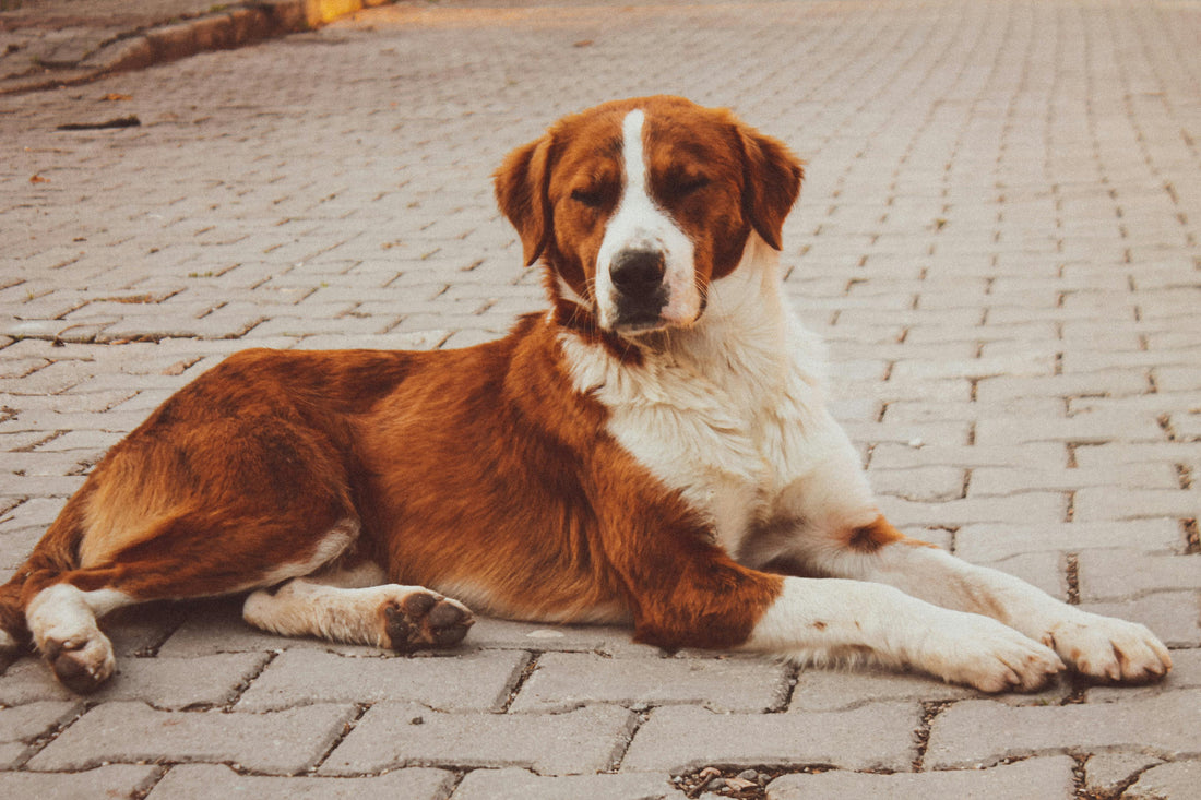 hip dysplasia in dogs
