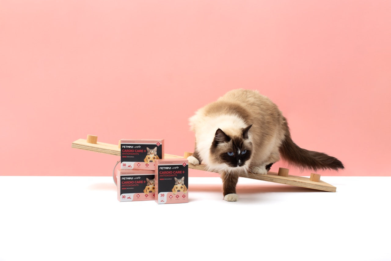 cat heart murmur Supplement with heart supplements for dogs and cats