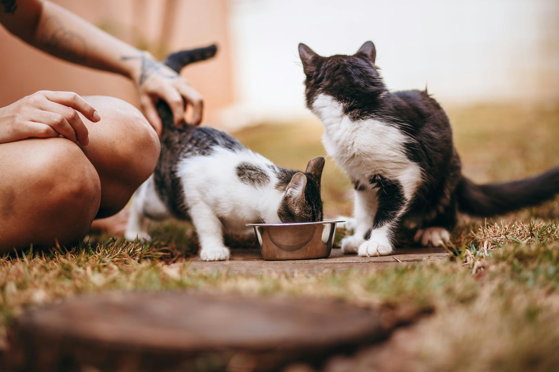 10 Signs That Your Dog and Cats Needs Probiotics