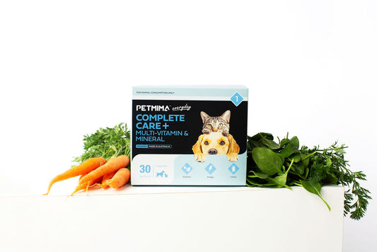 Dog Nutrition 101: Tailored for Every Life Stage