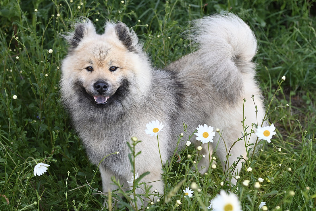 7 Early Signs of Joint Stiffness in Dogs and Cats (Before the Limping Starts)