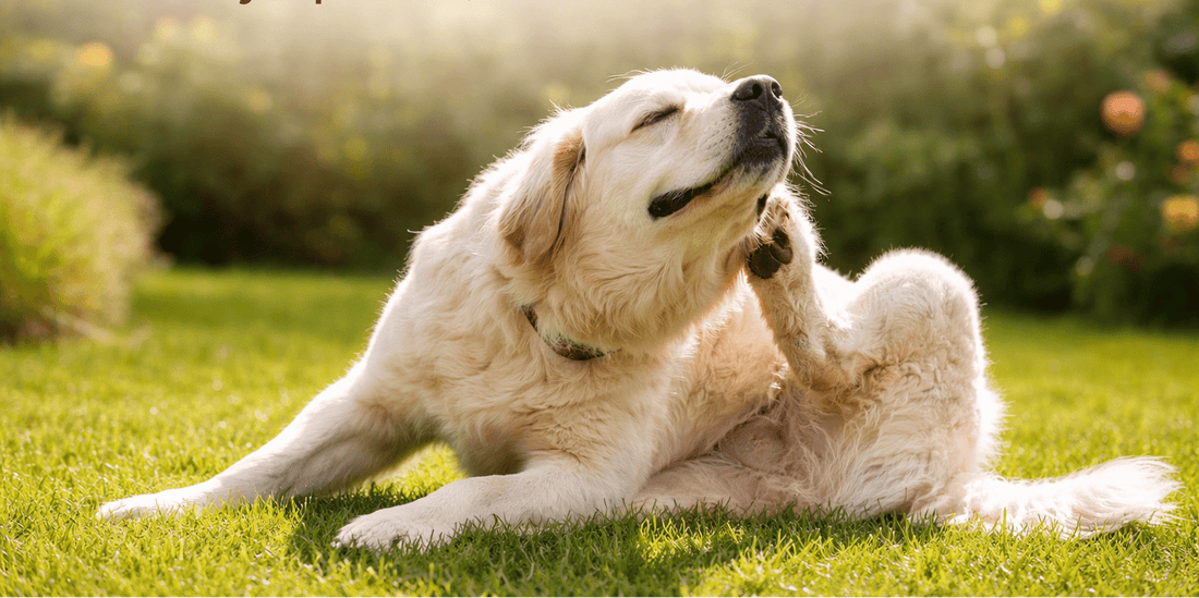 Allergic Dermatitis in Dogs: Symptoms, Treatments & Long-Term Relief Options