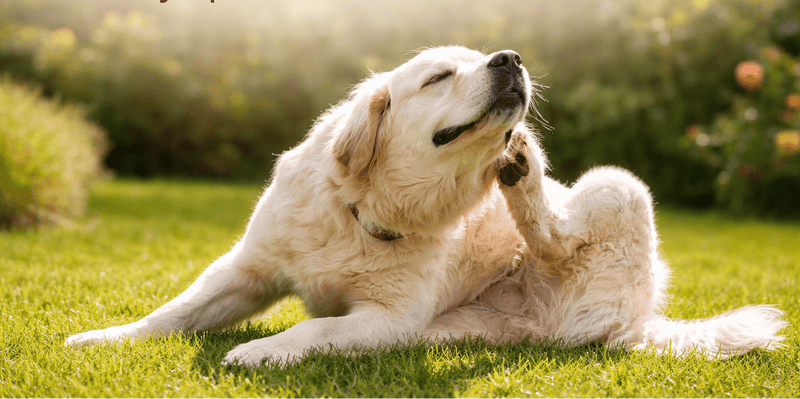 Allergic Dermatitis in Dogs: Symptoms, Treatments & Long-Term Relief Options