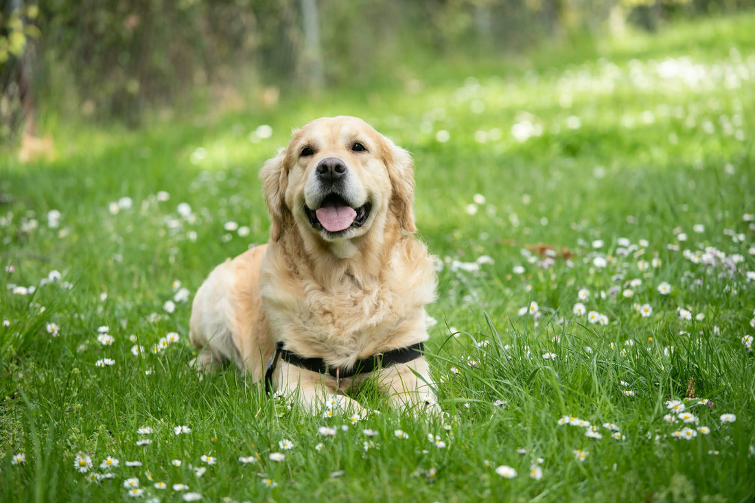 Multivitamins for Dogs: How to Choose the Right One for Your Dog
