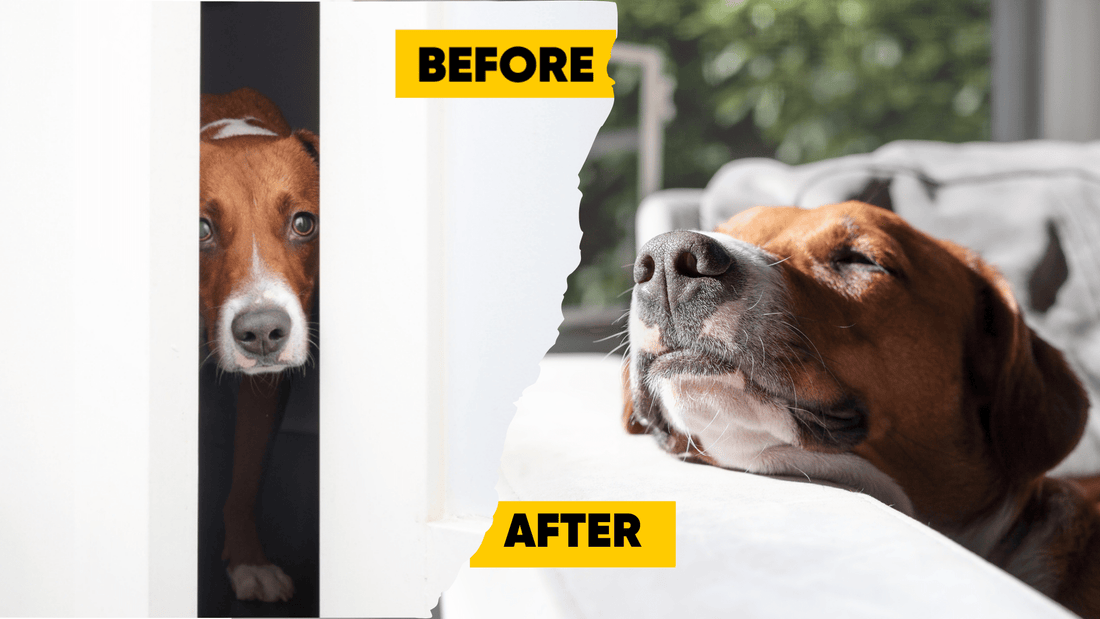 Anxiety in Pets: Effective Strategies for Calming Your Furry Friends