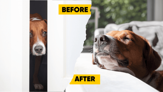 Anxiety in Pets: Effective Strategies for Calming Your Furry Friends