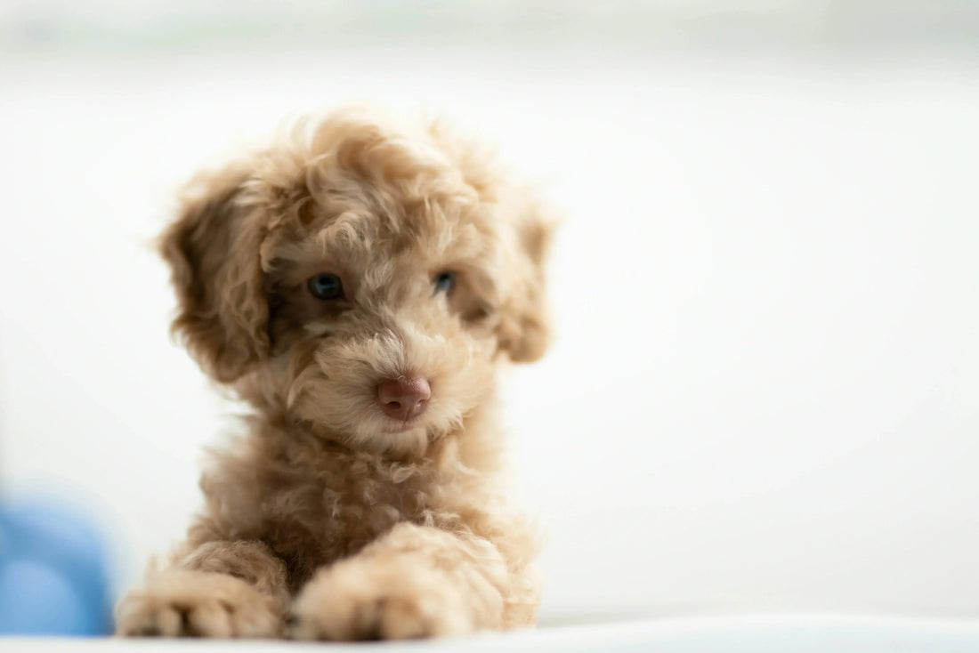 Best Anxiety Solutions for Dogs: A Complete Guide for Pet Owners