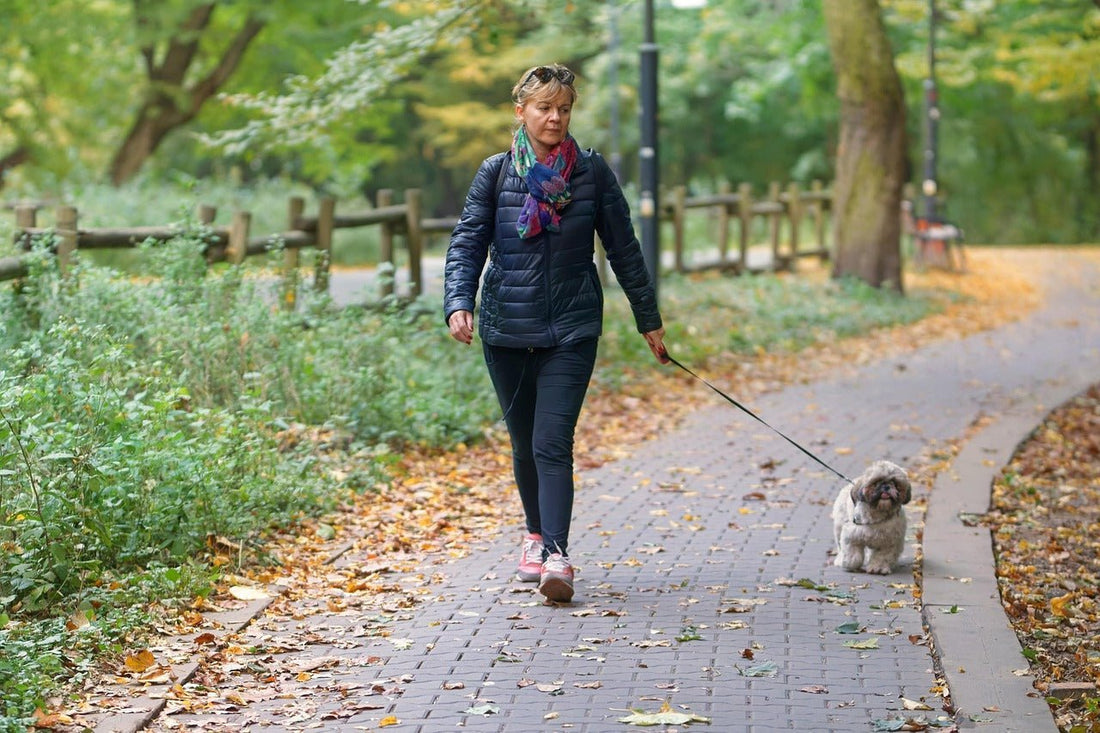Best Dog Parks Across Australia: Top Picks by State