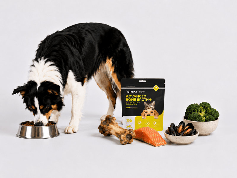 Best Ingredients in Pet Supplements: What Dog and Cat Owners Should Look For
