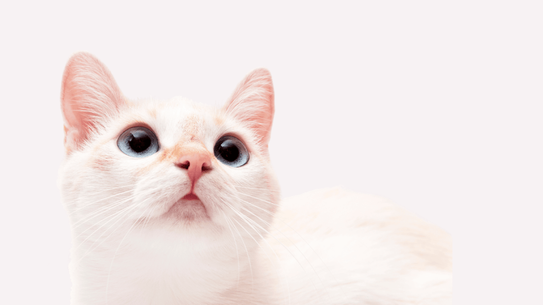 Cats Heart Health Supplement