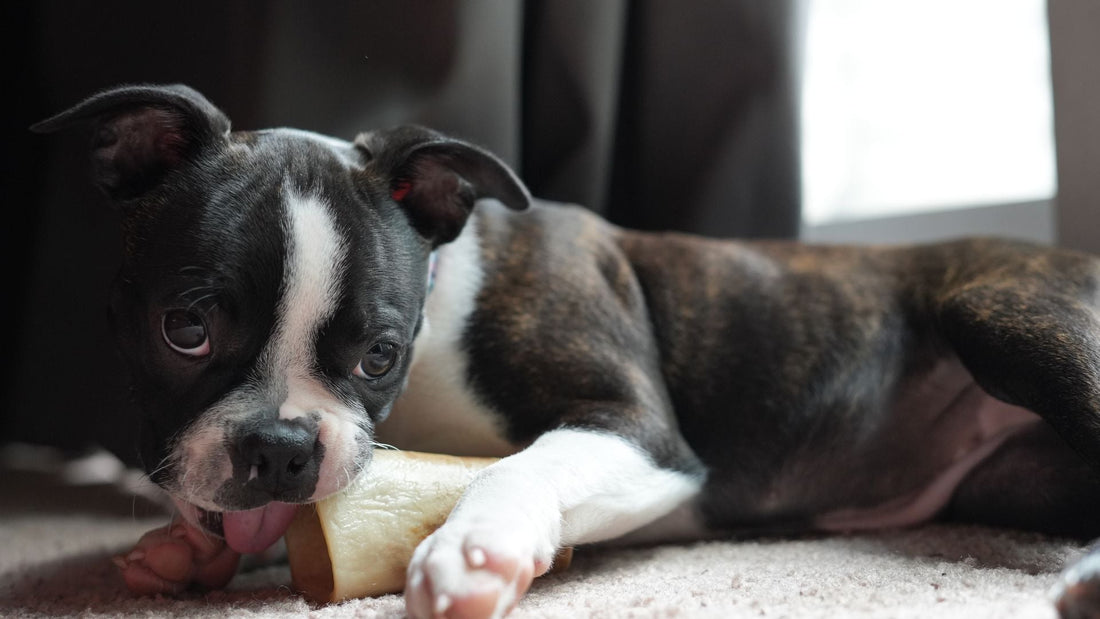  Bone broth for dogs: a dog chewing a natural bone rich in collagen and nutrients