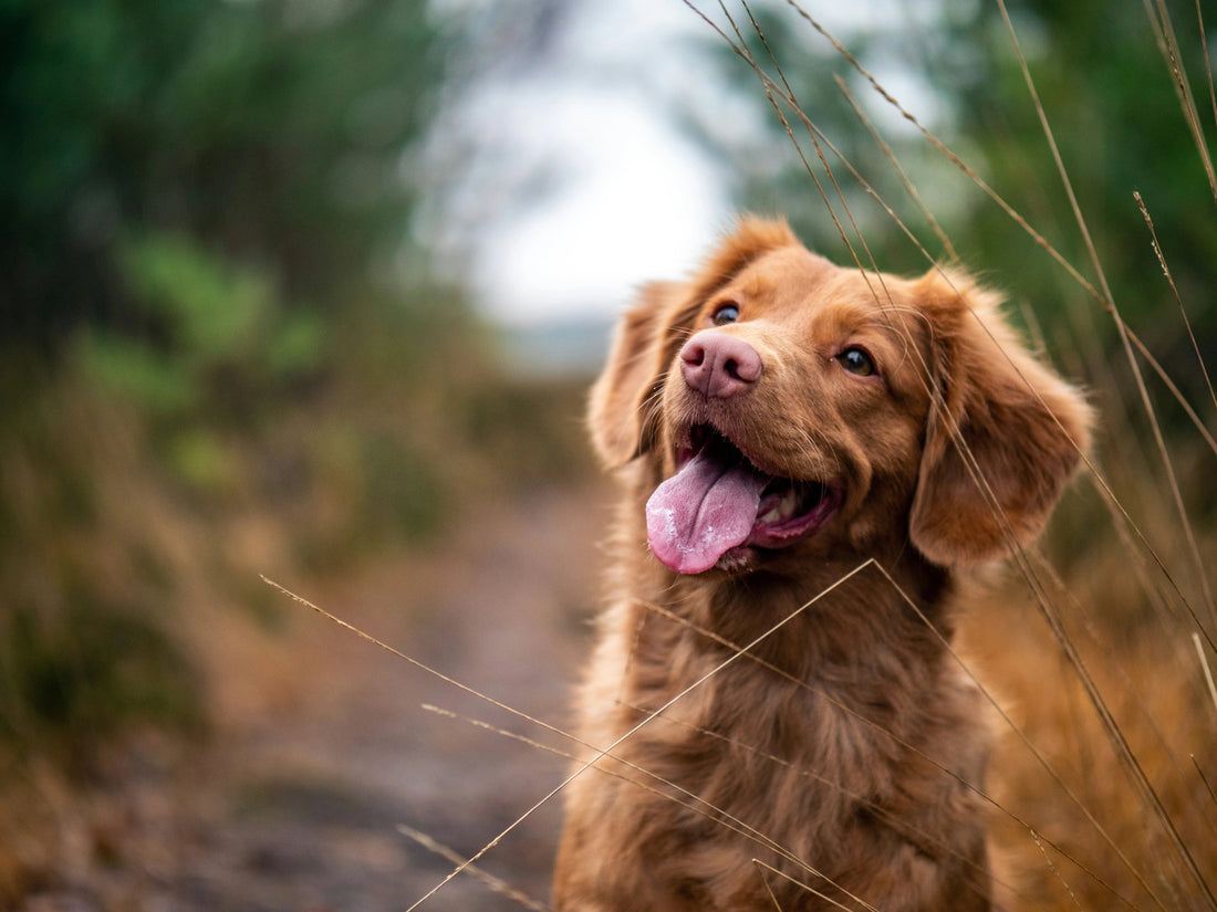 Busy, Multi‑Pet Households: A Simple Feeding Routine That Actually Sticks