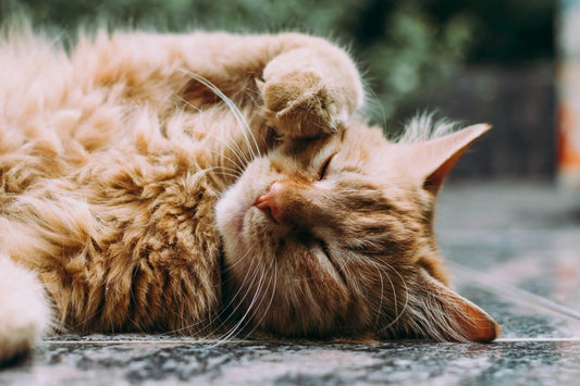 Relaxed ginger cat outdoors calming products