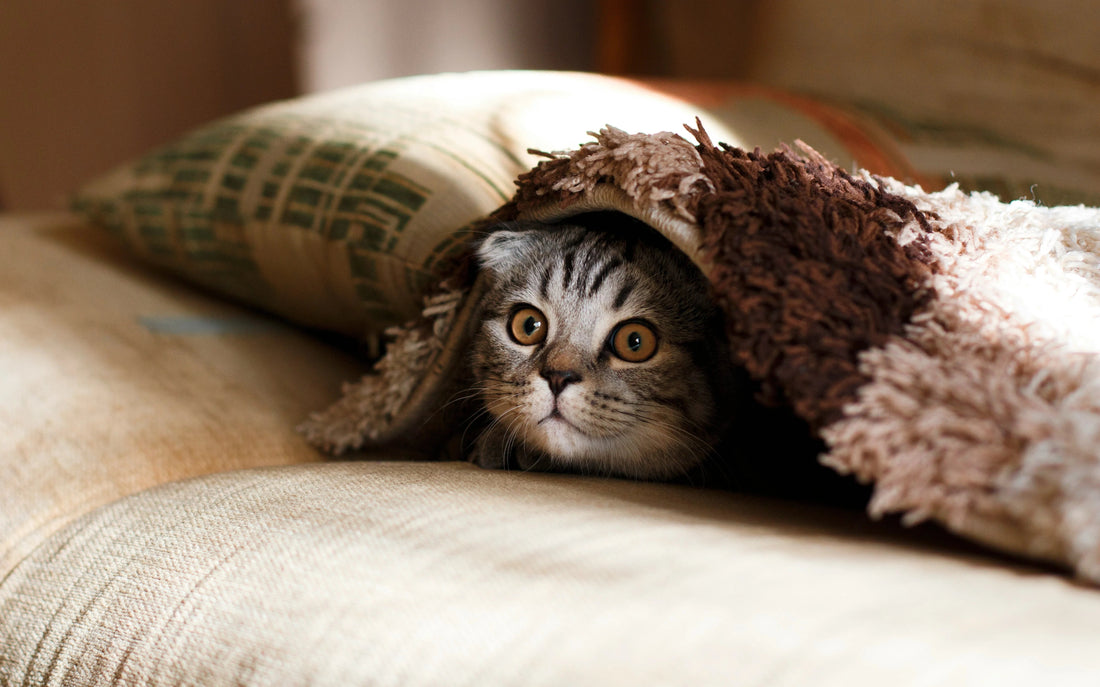 Cat probiotics: Benefits, Uses, and How to Choose the Right One