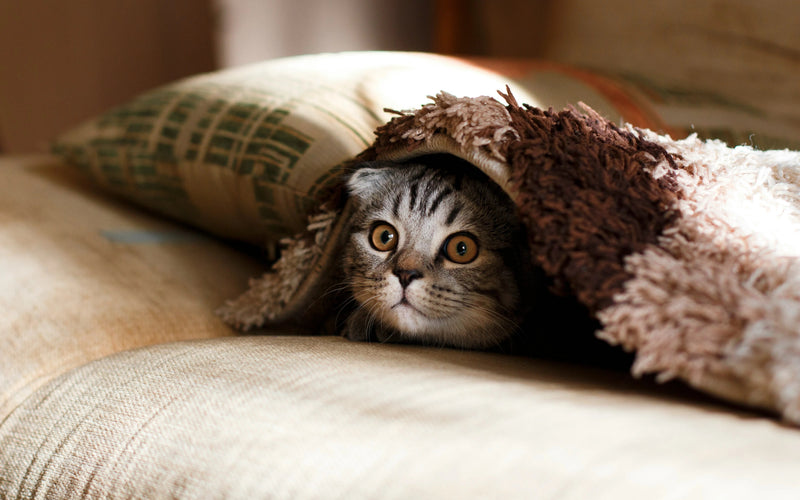 Cat probiotics: Benefits, Uses, and How to Choose the Right One