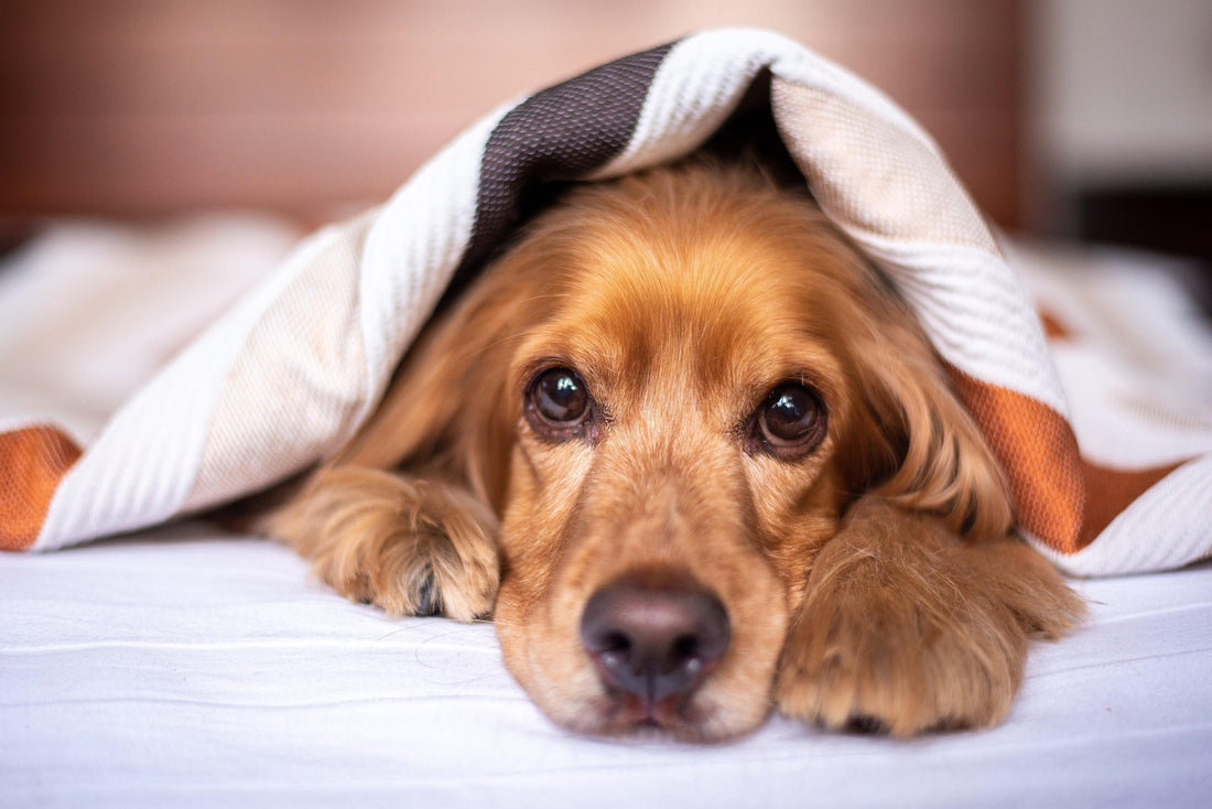 CoQ10 and Omega-3 for Dogs: A Powerful Combination for Heart Health