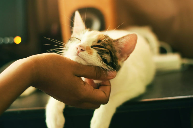 Relaxed cat being petted, supporting digestive health