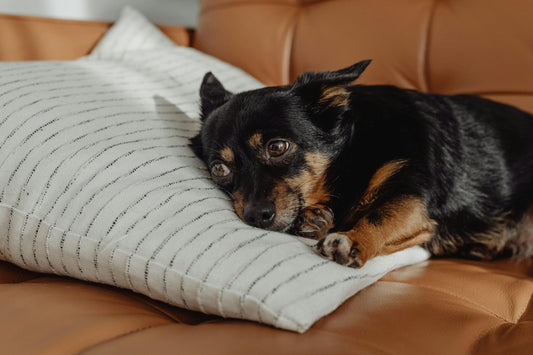 Dog Anxiety & Calm: Why Dogs Get Anxious and How to Help Them Feel Safe Again
