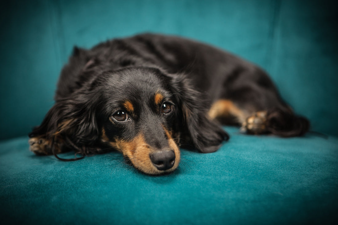 Dog Calming Products: Best Options for Stressed Dogs and Cats in Australia