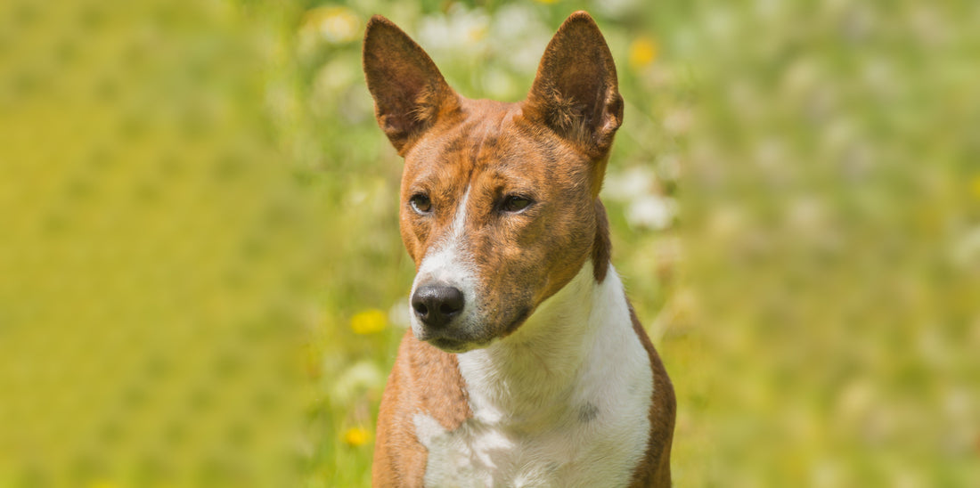 Dog Calming Products or Anxiety Pills for Dogs? How to Read Your Dog’s Anxiety Level