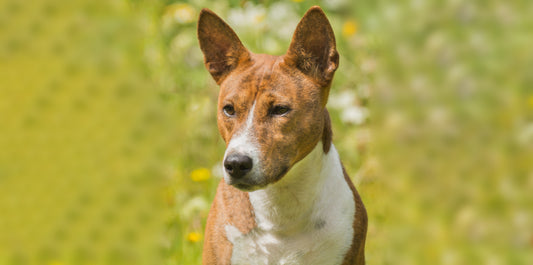 Dog Calming Products or Anxiety Pills for Dogs? How to Read Your Dog’s Anxiety Level