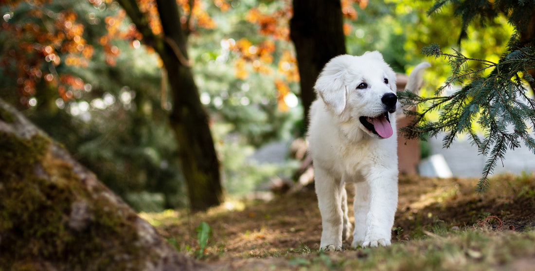 Dog Collagen Supplement: Why Collagen Peptides Matter for Joints