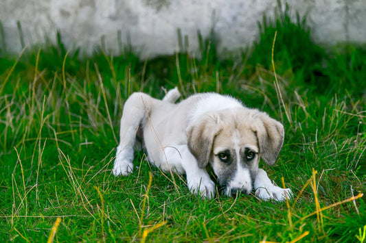 Dog Joint Problems: Causes, At-Risk Breeds and Joint Supplements for Dogs