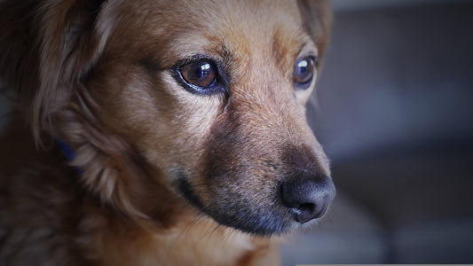 Dog Separation Anxiety: Why Your Dog Panics When You Leave and What Can Help