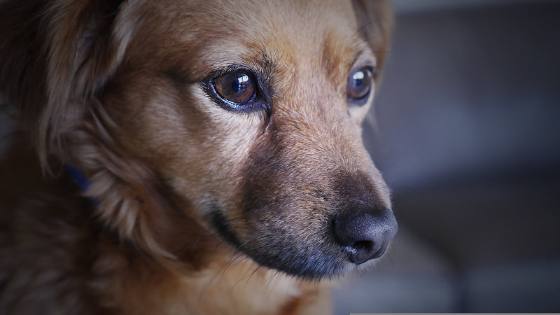 Dog Separation Anxiety: Why Your Dog Panics When You Leave and What Can Help