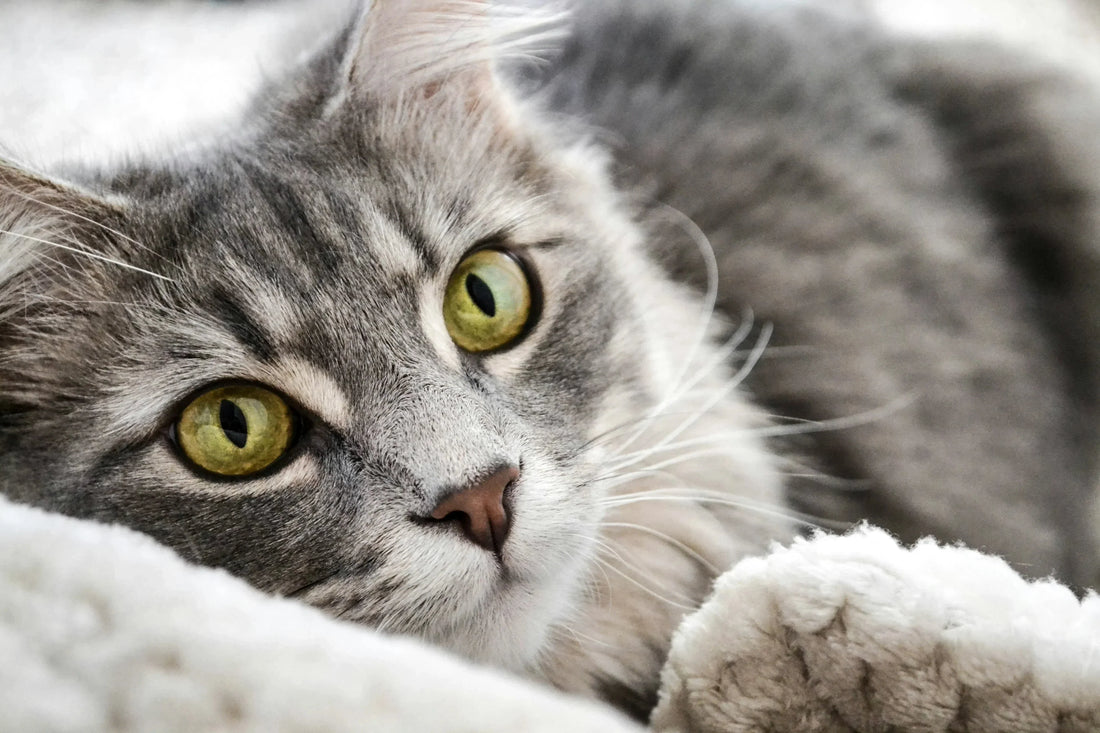 Everyday Habits That Support a Stronger Heart in Dogs and Cats