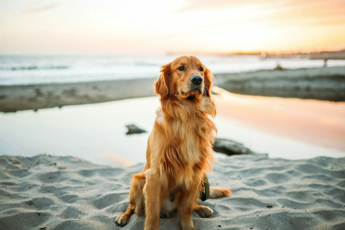 Everyday Wellness for Dogs: A Simple Routine That Builds Long‑Term Health