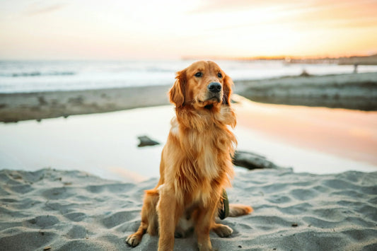 Everyday Wellness for Dogs: A Simple Routine That Builds Long‑Term Health