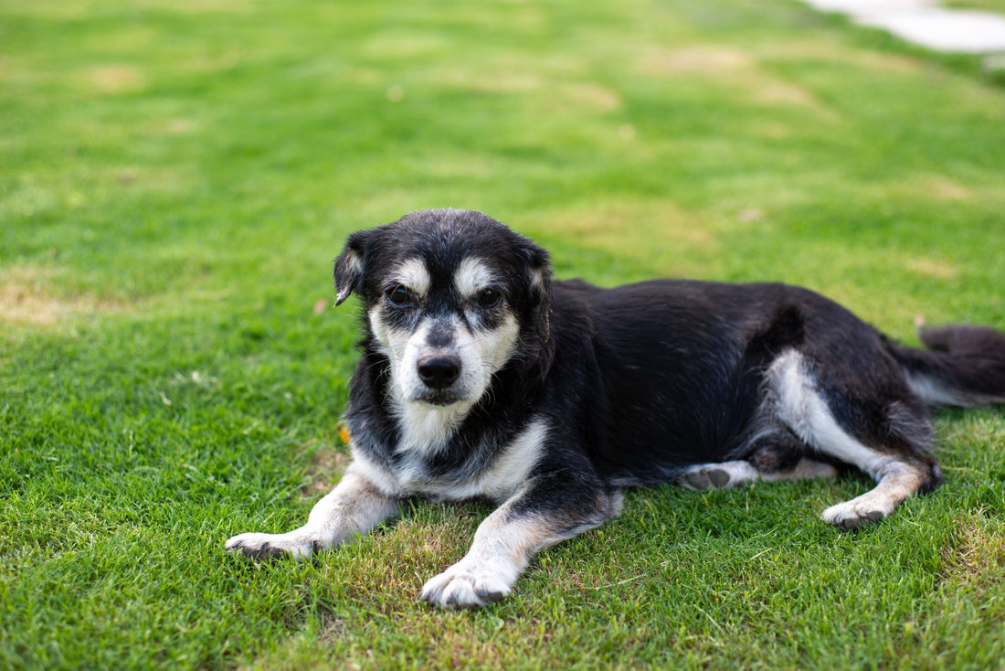 Dog joint supplement guide: a relaxed senior dog resting outdoors on green grass