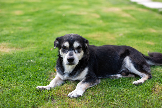 Dog joint supplement guide: a relaxed senior dog resting outdoors on green grass
