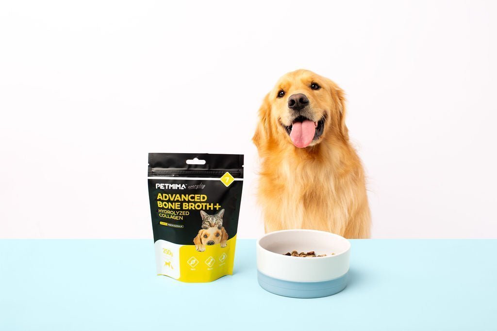 Gut Health in Dogs: Key Signs and Wellness Strategies