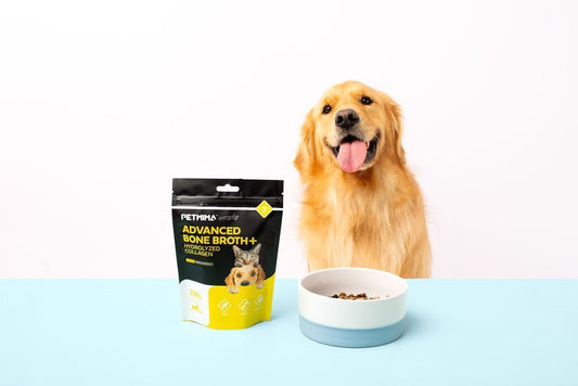 Gut Health in Dogs: Key Signs and Wellness Strategies