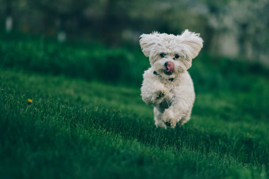 Heart Health for Dogs: A Simple Routine That Protects Long‑Term Vitality