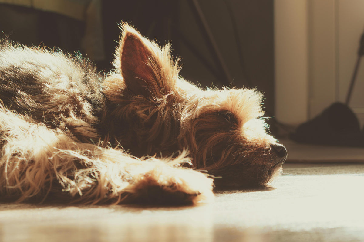 Heart Murmurs in Dogs: Causes, Symptoms, and Natural Supplement Support