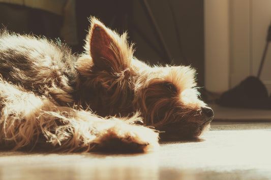 Heart Murmurs in Dogs: Causes, Symptoms, and Natural Supplement Support