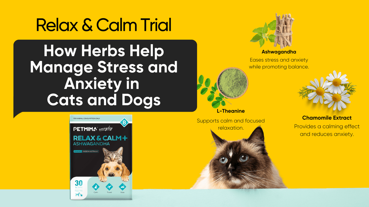 How Herbs Help Manage Stress and Anxiety in Cats and Dogs – Petmima