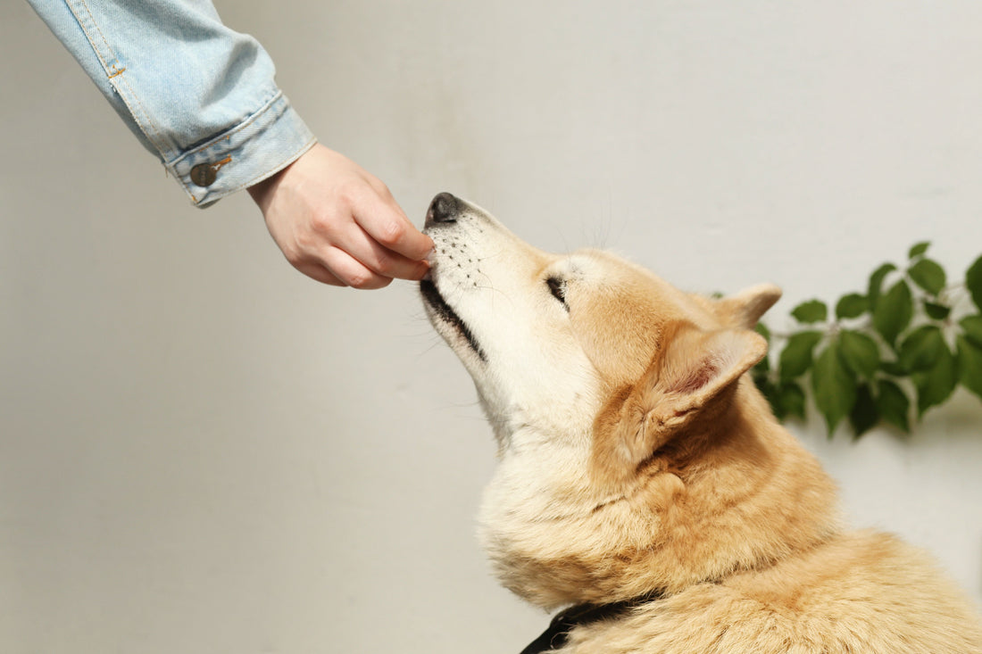 A person hand-feeding a dog indoors