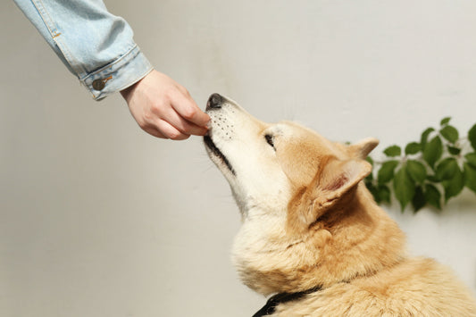 A person hand-feeding a dog indoors
