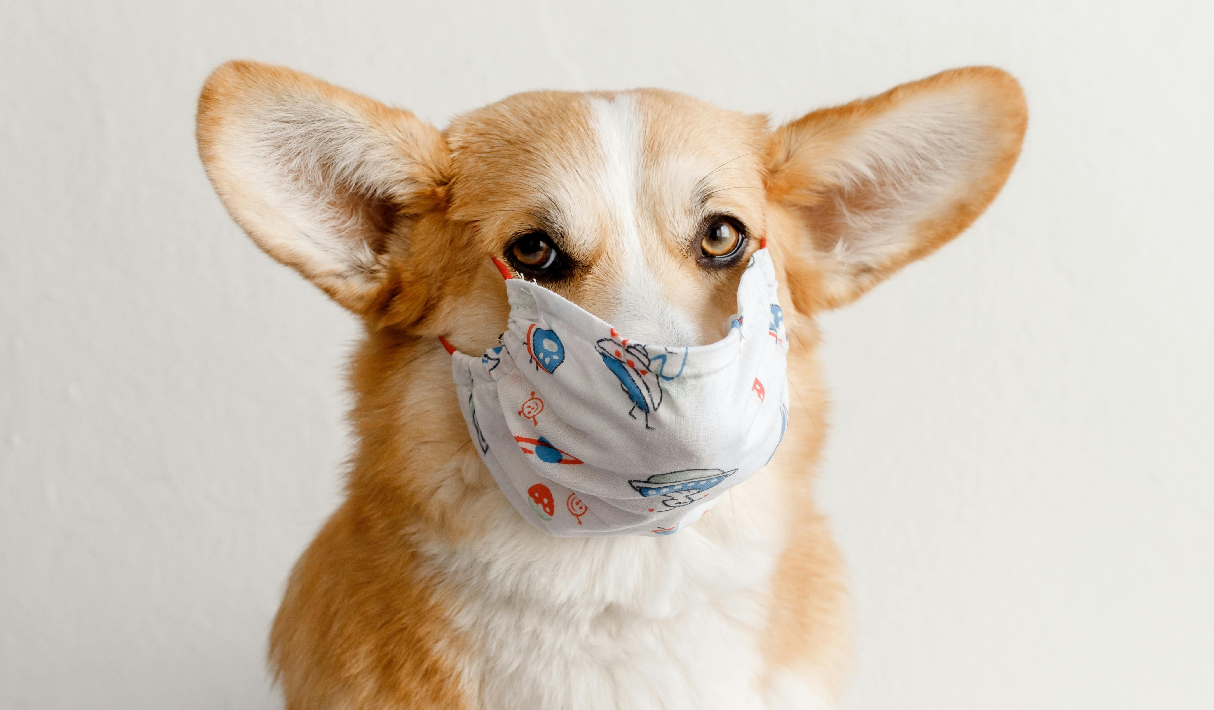 Image result for How to Stop Dog Moulting & Reduce Dog Shedding (6 Proven Tips) - Petmima