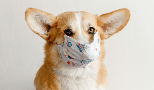 How to Stop Dog Moulting: 6 Proven Ways to Reduce Dog Shedding