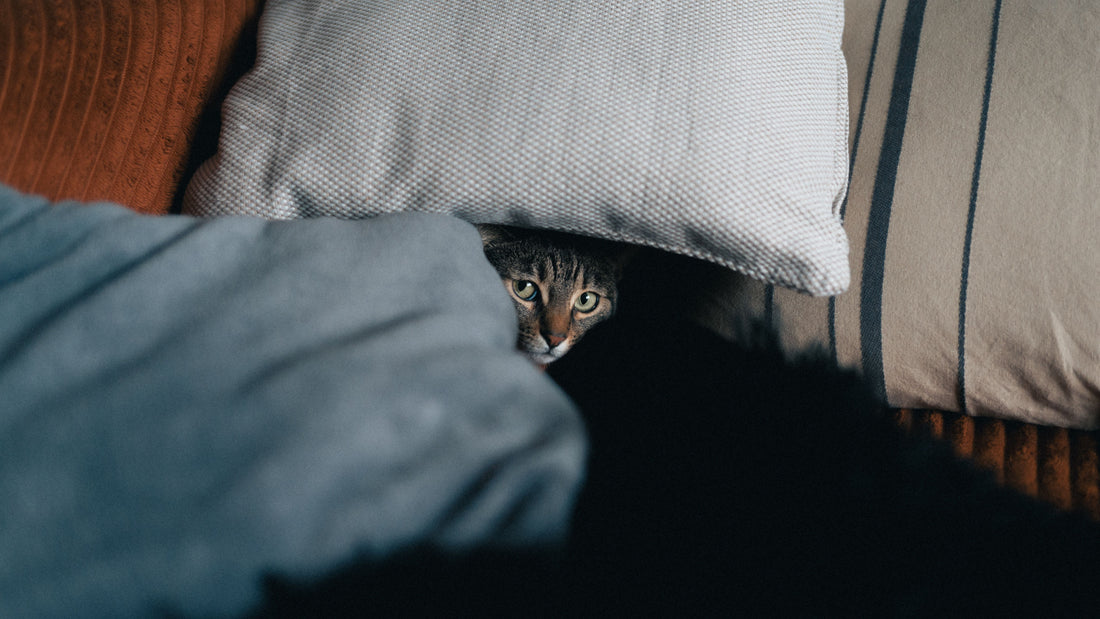 Cat peeking from beneath pillows indoors