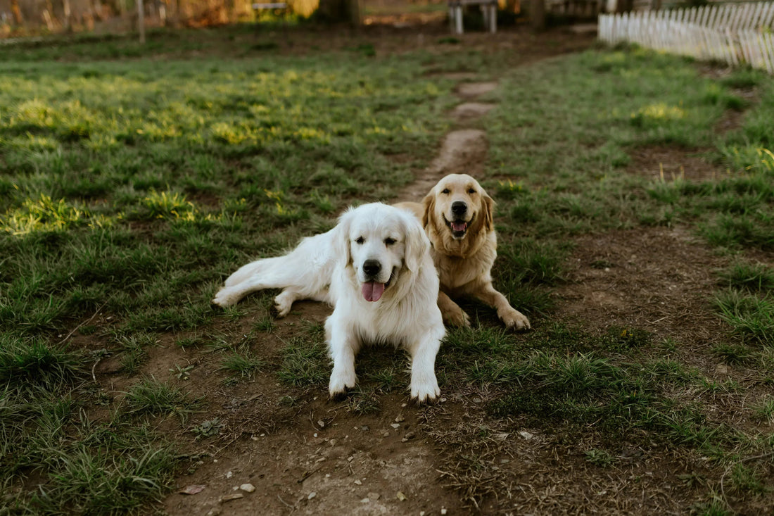 Two dogs resting on grass, dog joint support and mobility
