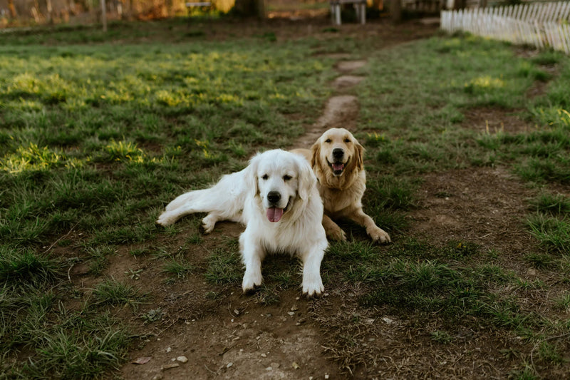 Two dogs resting on grass, dog joint support and mobility
