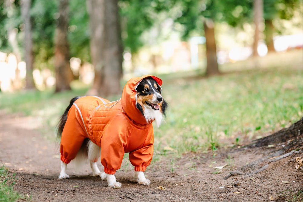 Keeping Pets Active in Winter: Fun Indoor and Outdoor Exercises